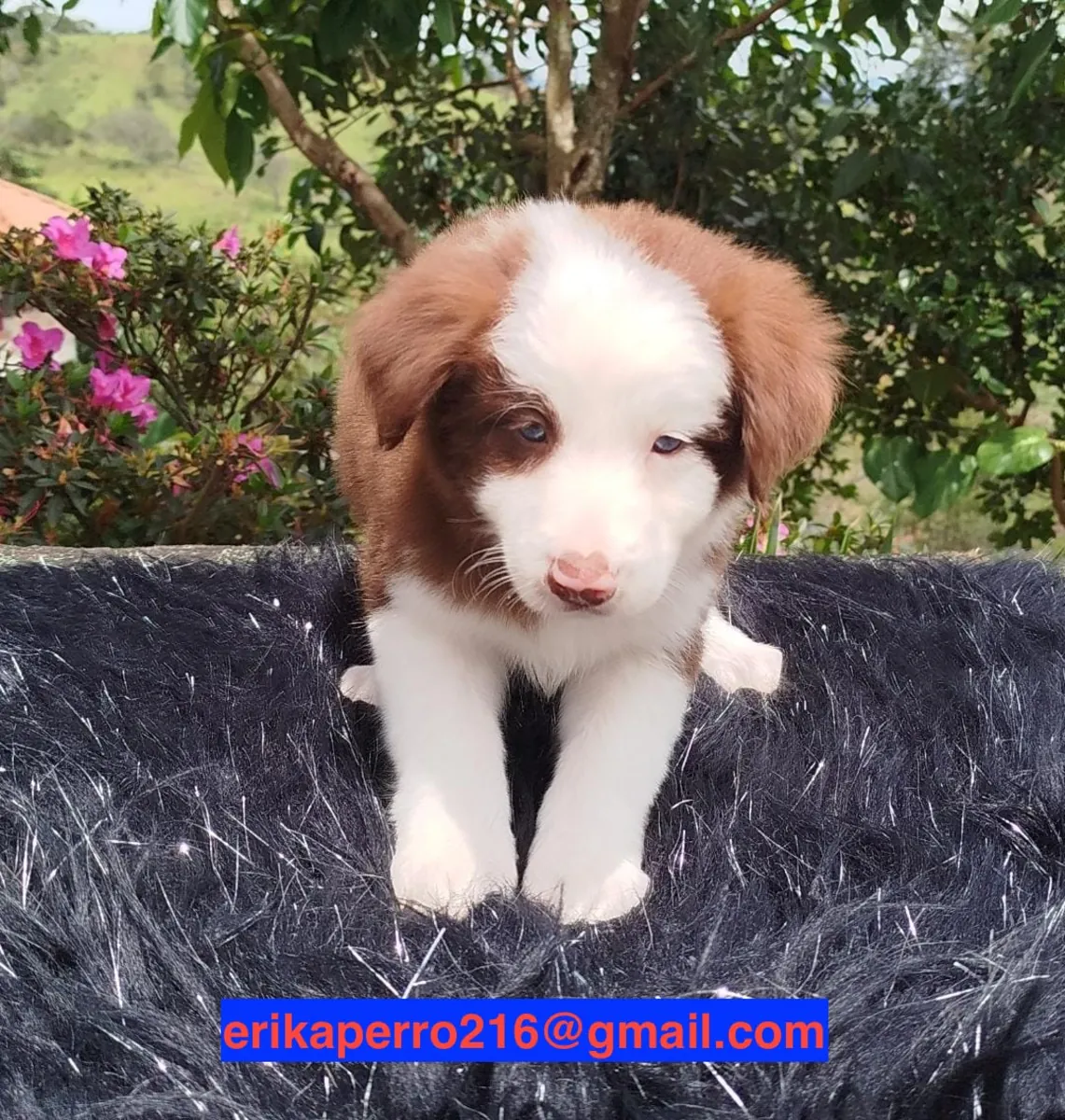Sahiplenmek için Border Collie Yavruları (erkek ve dişi)