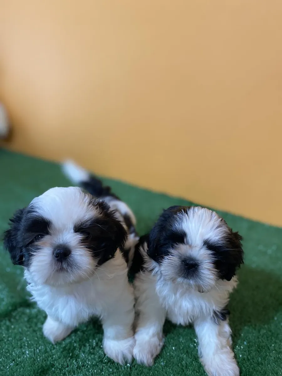 免费赠送西施幼犬（公母都有）。
