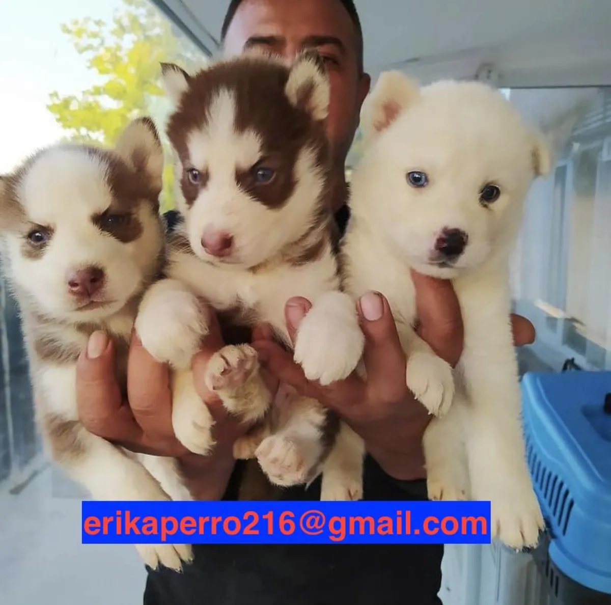 Husky Yavruları (erkek ve dişi) hediye