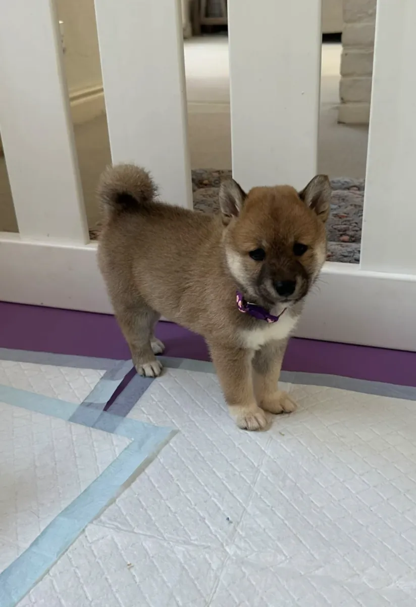 Shiba Inu puppies (male and female) for free