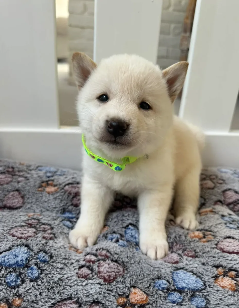 Shiba Inu puppies (male and female) for free
