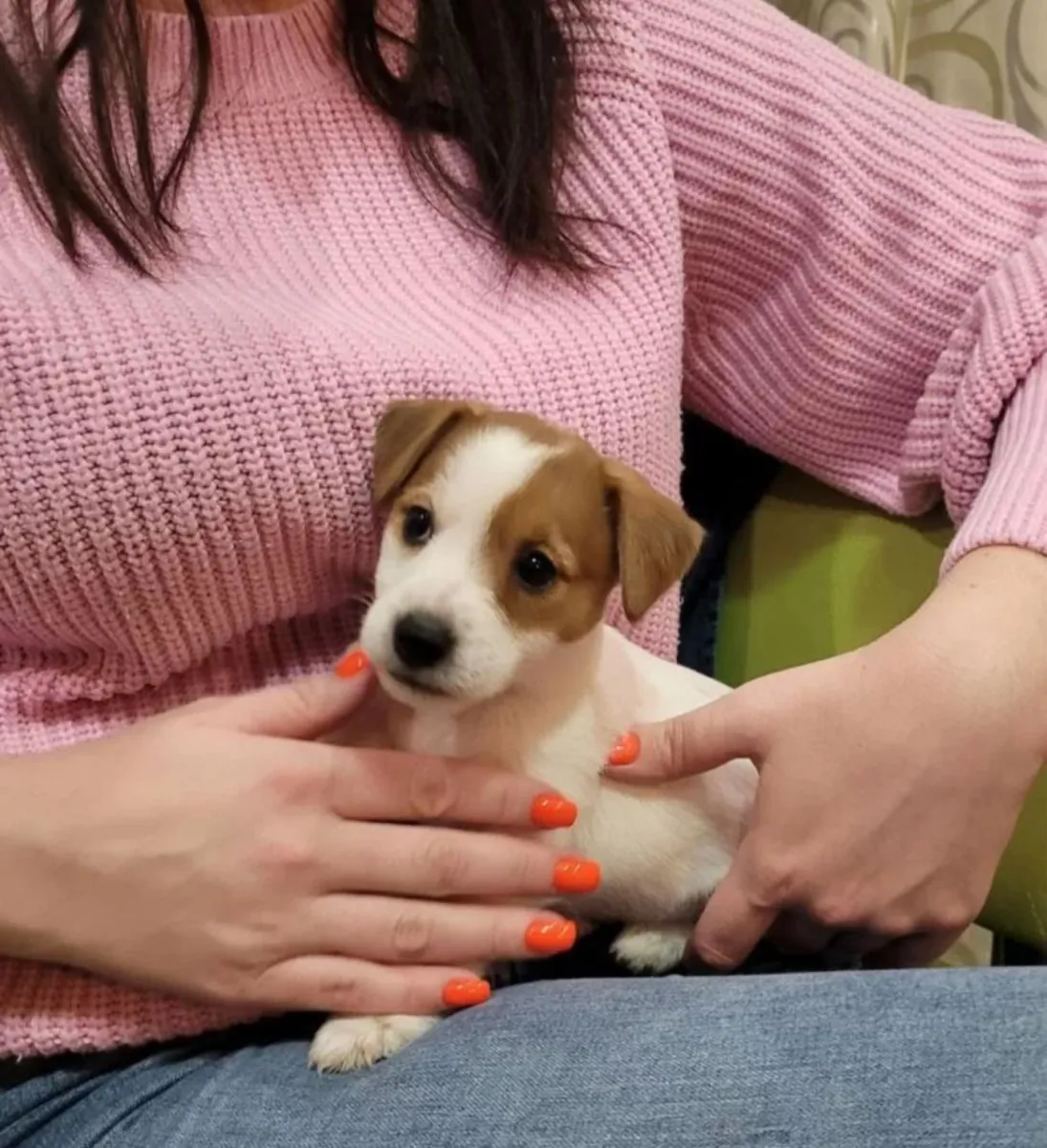 免费赠送杰克罗素梗幼犬（公母都有）。