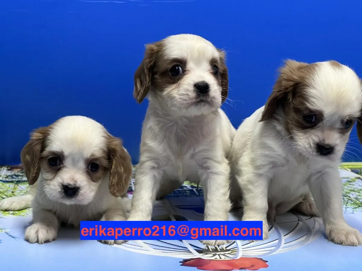 Chiots Cavalier King Charles Spaniel (mâle et femelle) à donner