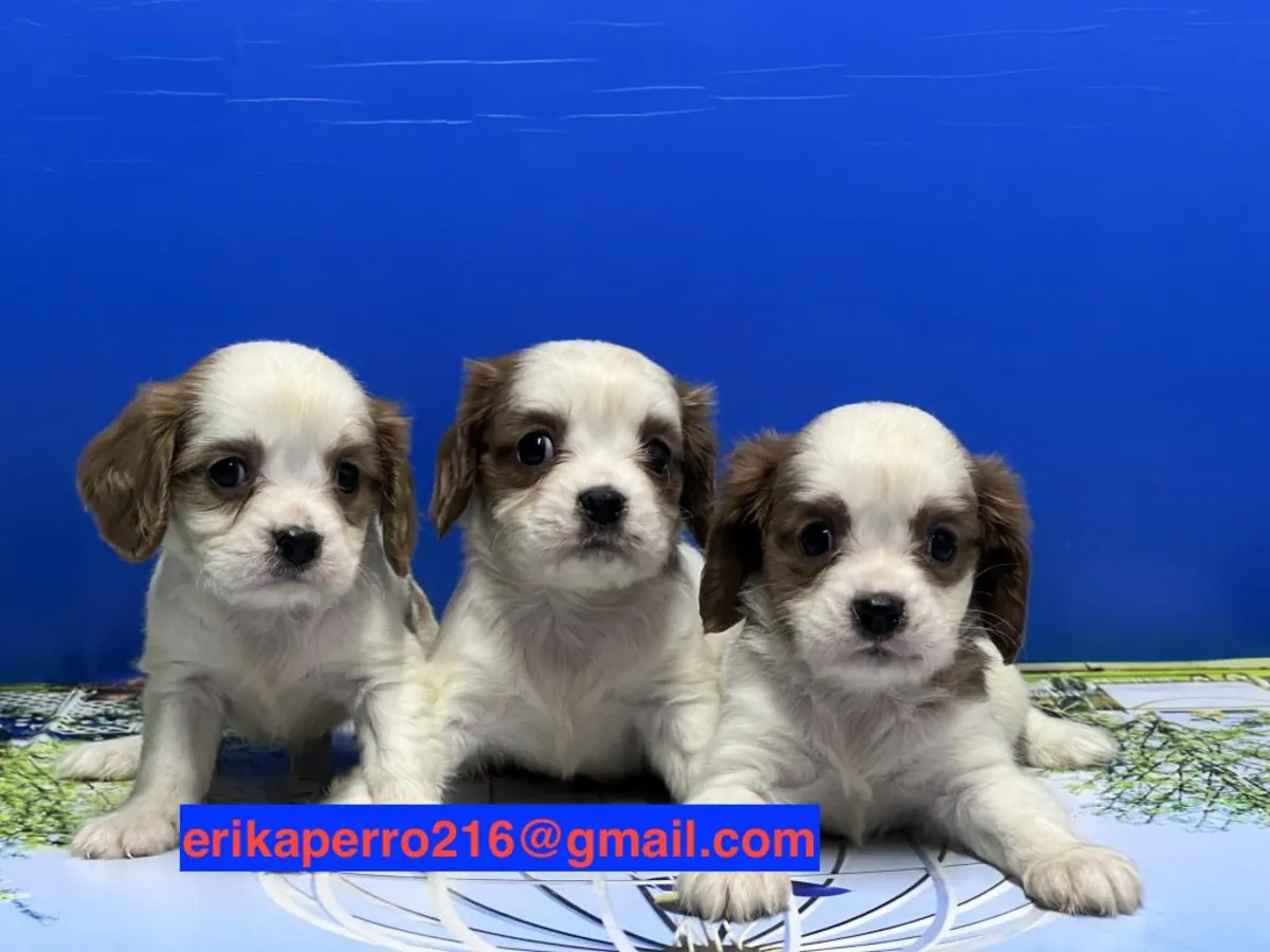 Chiots Cavalier King Charles Spaniel (mâle et femelle) à donner