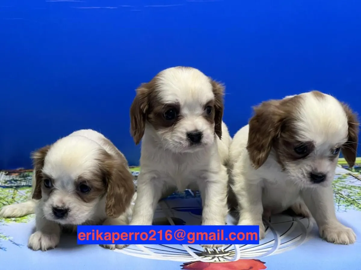 Chiots Cavalier King Charles Spaniel (mâle et femelle) à donner