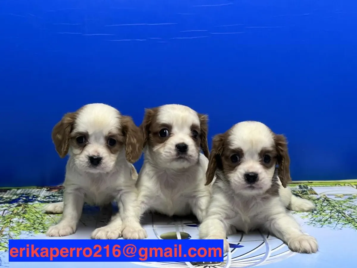 Chiots Cavalier King Charles Spaniel (mâle et femelle) à donner