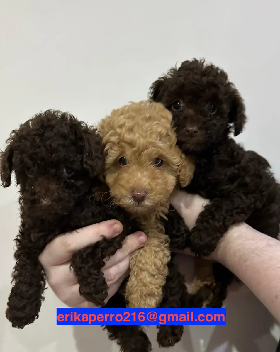 贵宾犬幼犬（公犬和母犬）赠送