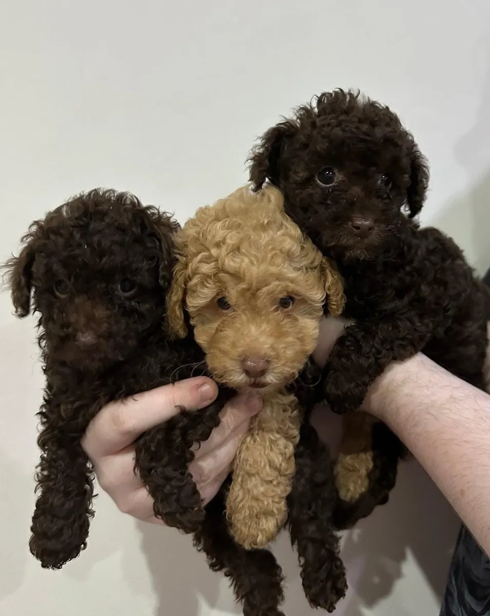 Cachorros de Caniche (macho y hembra) en Regalo