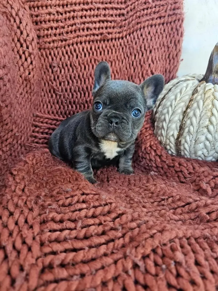 免费赠送法国斗牛犬幼犬（公母都有）。