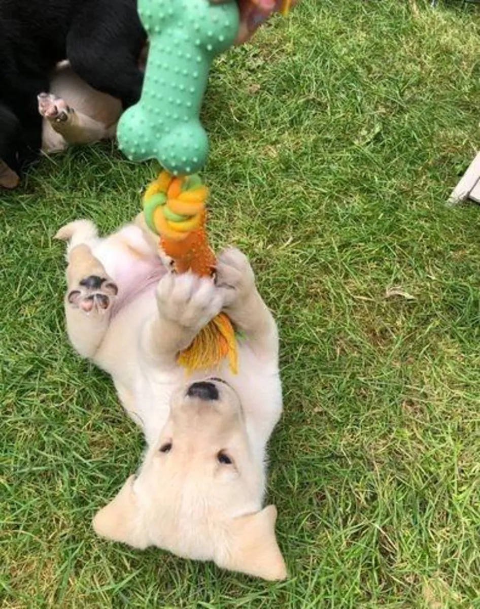 Labrador Retriever puppies (male and female) for free