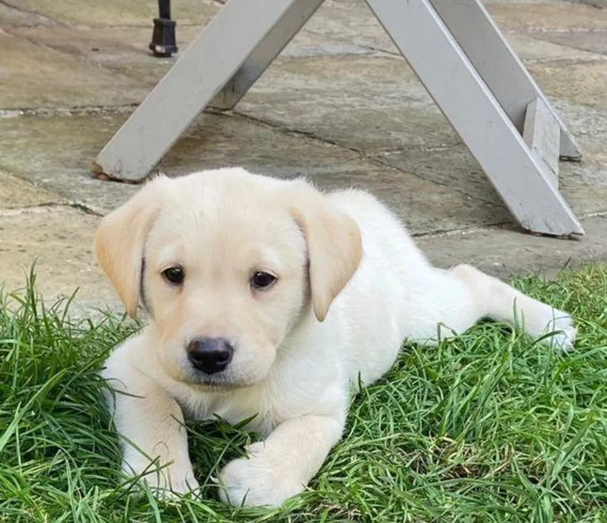 Labrador Retriever puppies (male and female) for free