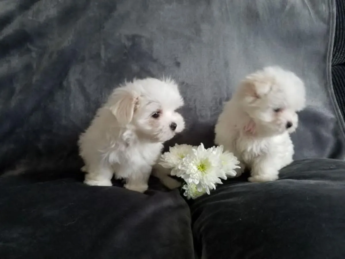 Two Teacup Maltese Puppies Needs a New Family