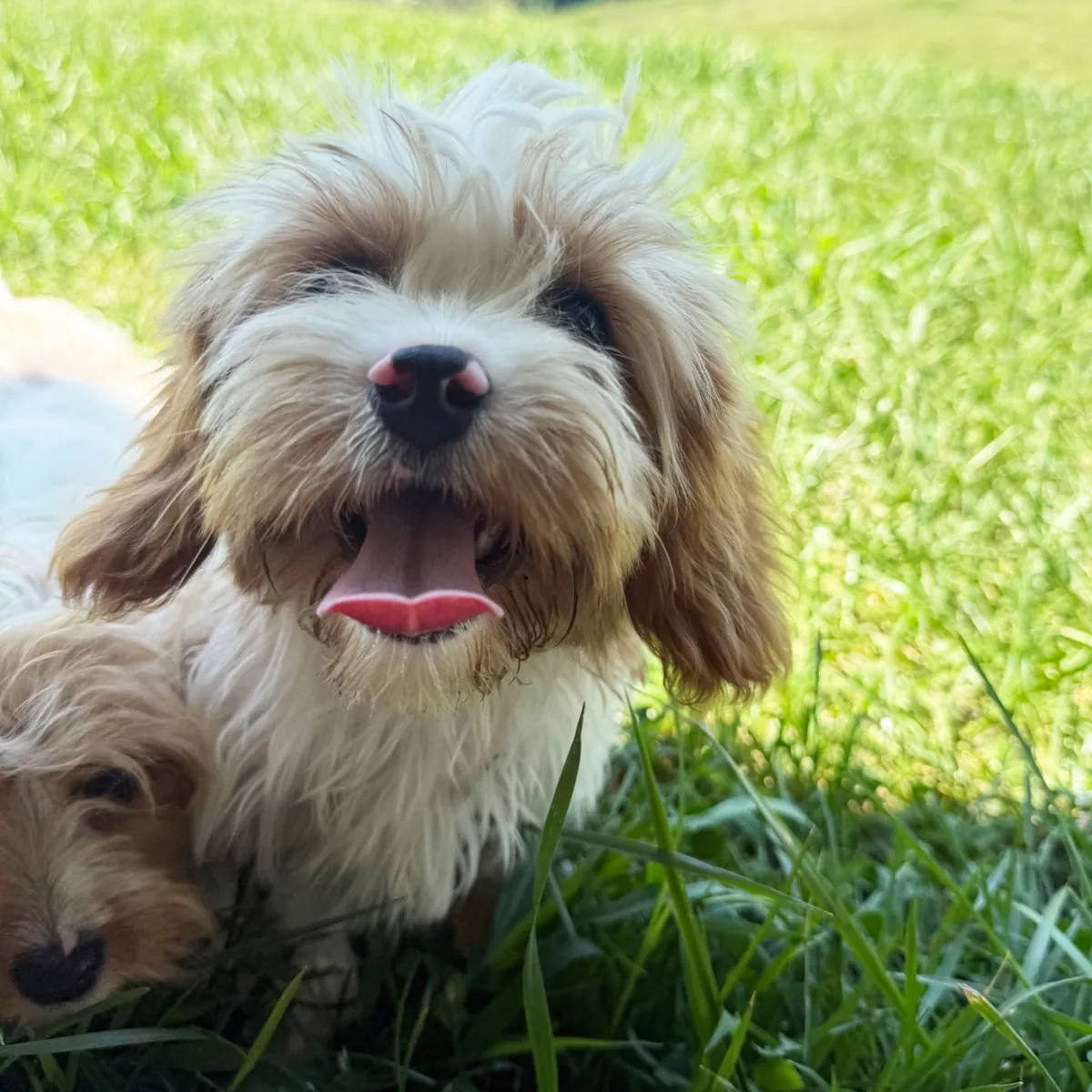 CANNOLI – POOCHON PUPPY
