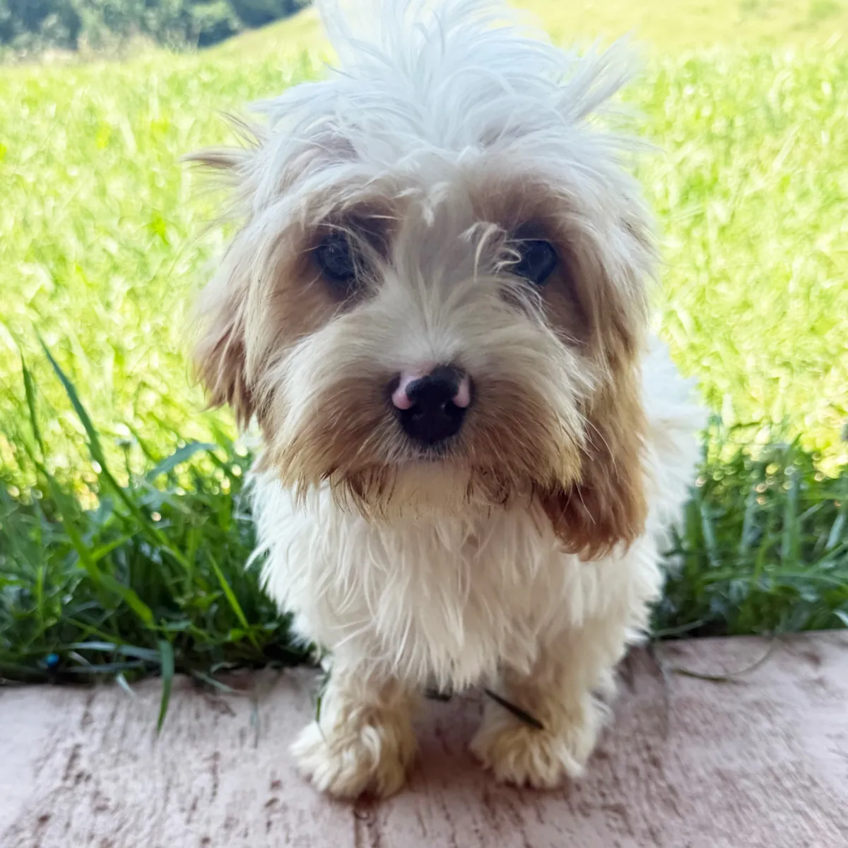 CANNOLI – POOCHON PUPPY