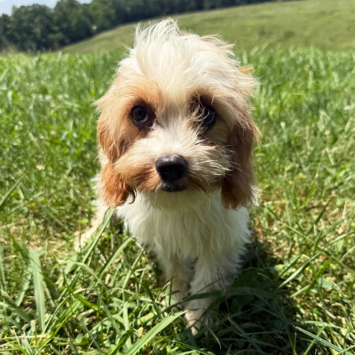 Wesley – Cavpoo 
