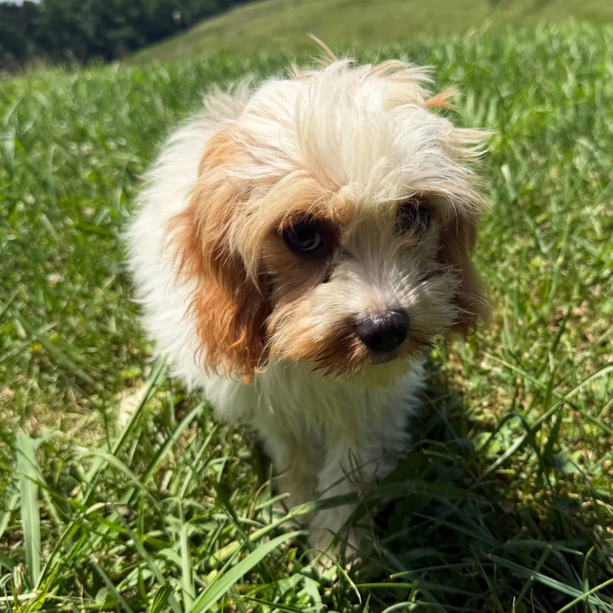 Wesley – Cavpoo 