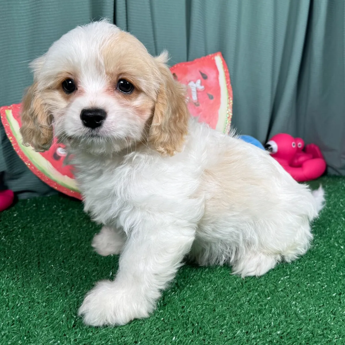 Ransom – Cavapoo