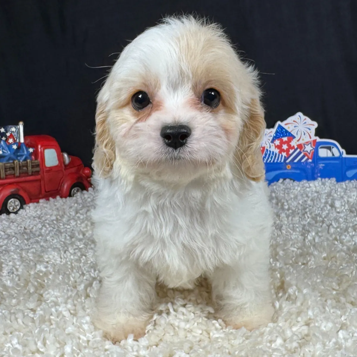 Ransom – Cavapoo