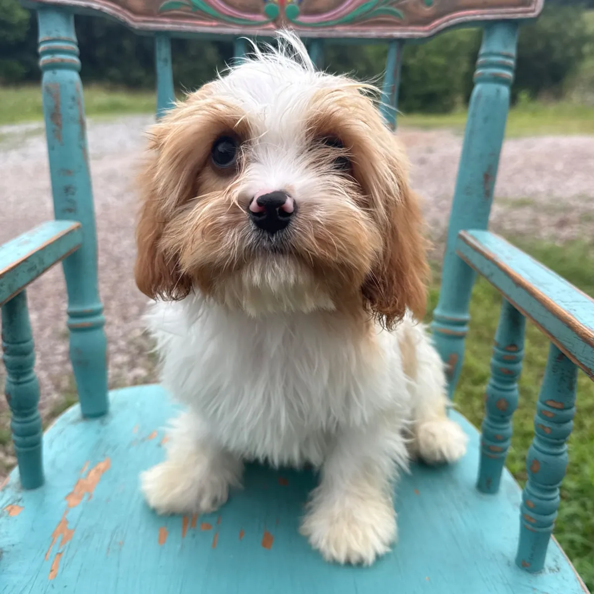 Travis – Cavapoo Ready To Go Home