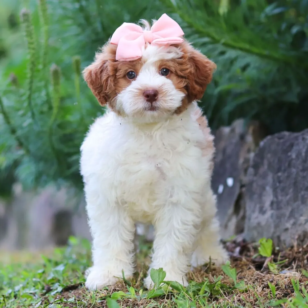 Rory – Bernedoodle