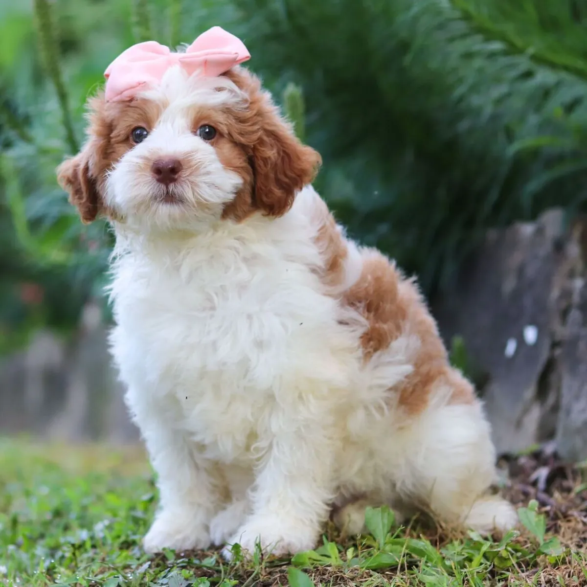 Rory – Bernedoodle