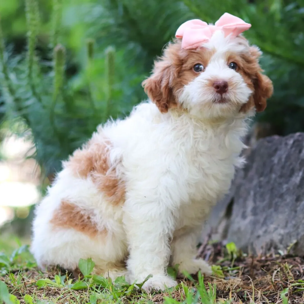 Rory – Bernedoodle