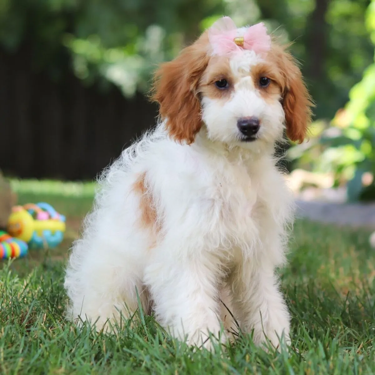 Shannon – Goldendoodle