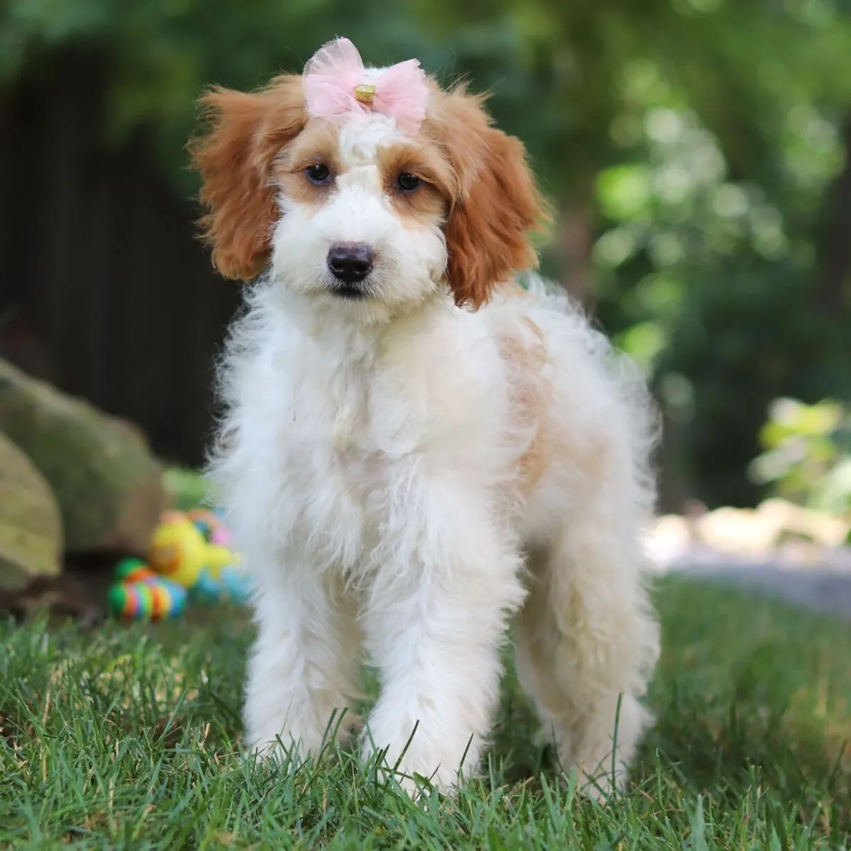 Shannon – Goldendoodle