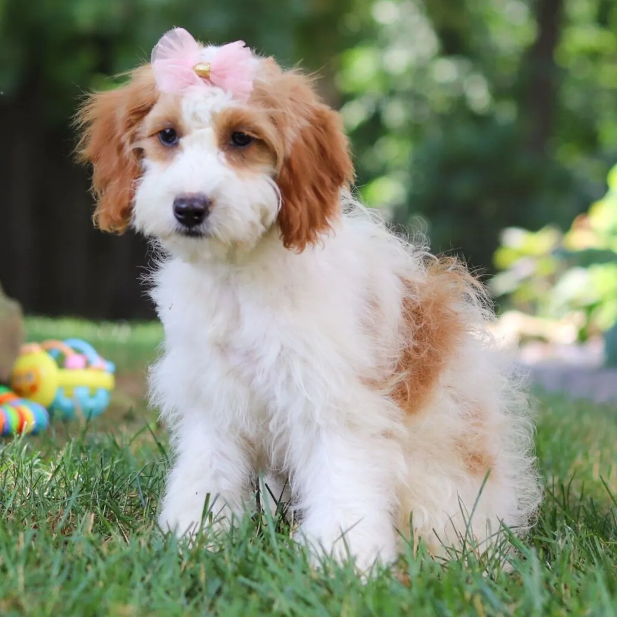 Shannon – Goldendoodle