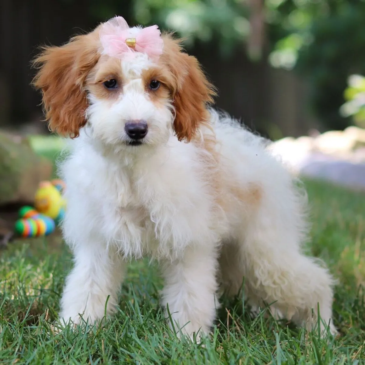 Shannon – Goldendoodle