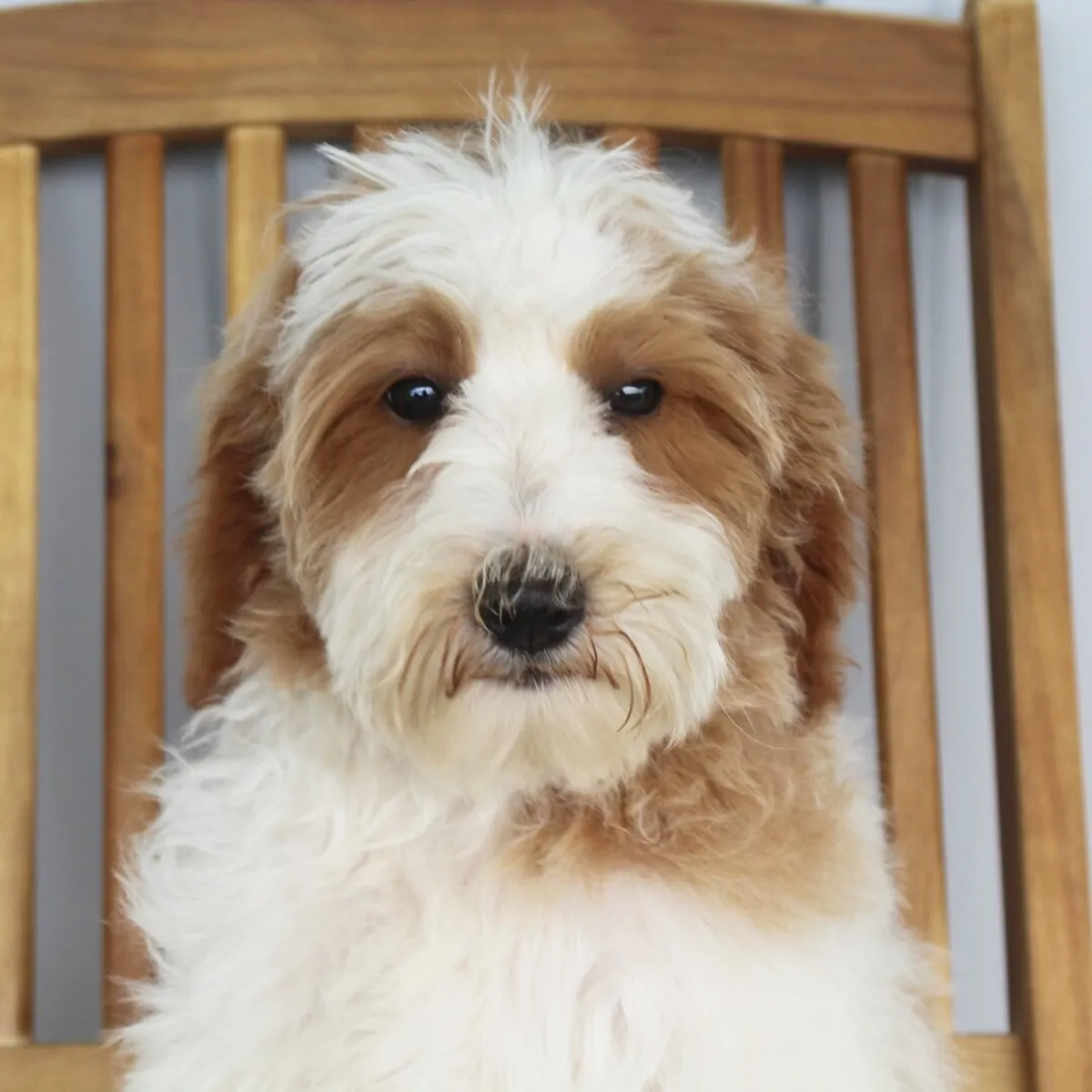 Jasmine – Goldendoodle