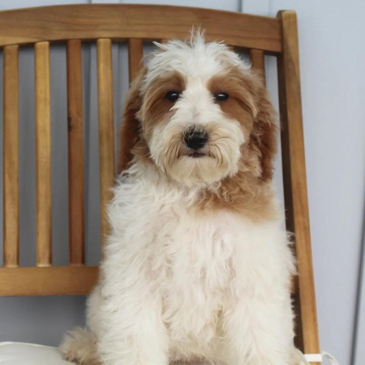 Jasmine – Goldendoodle