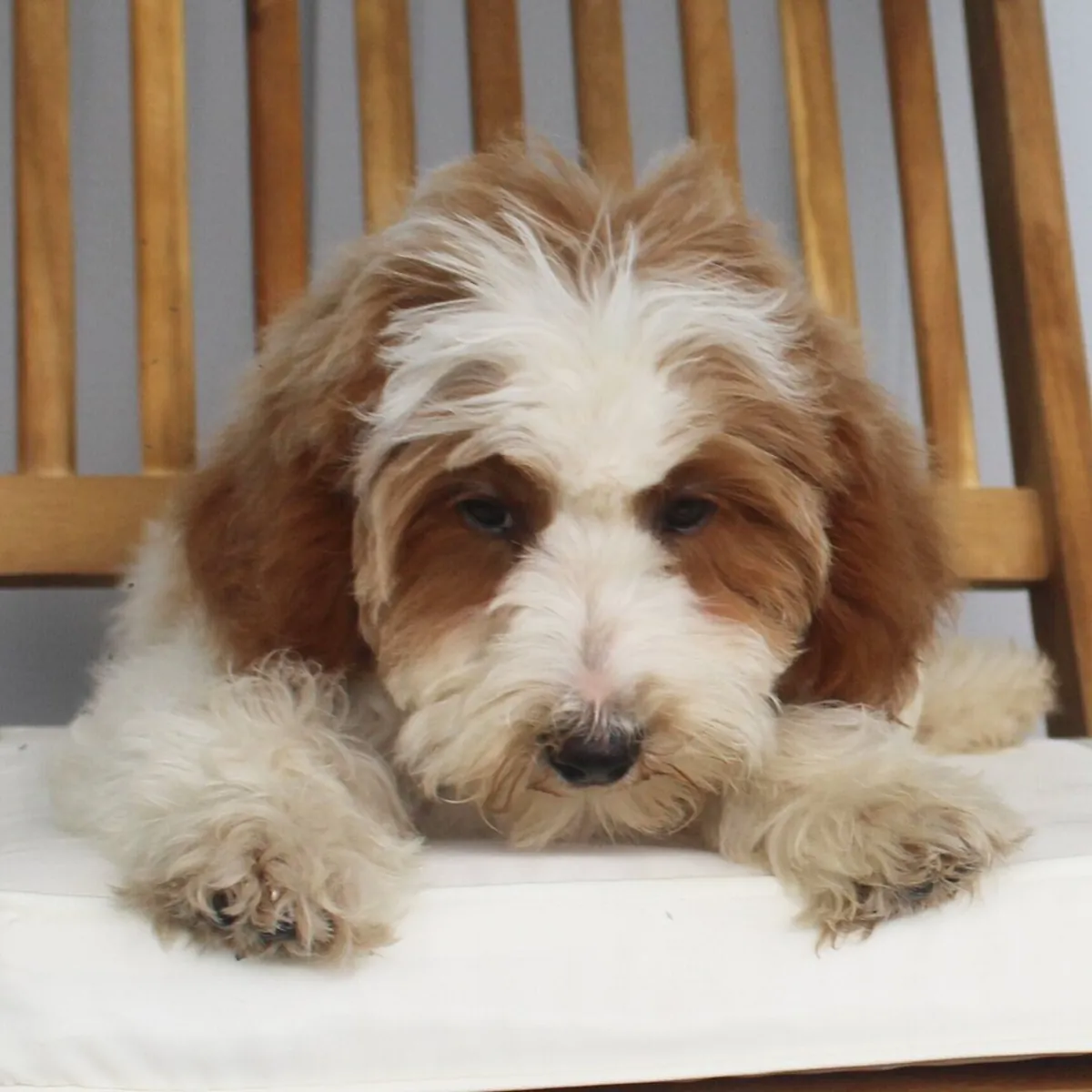 Jasmine – Goldendoodle
