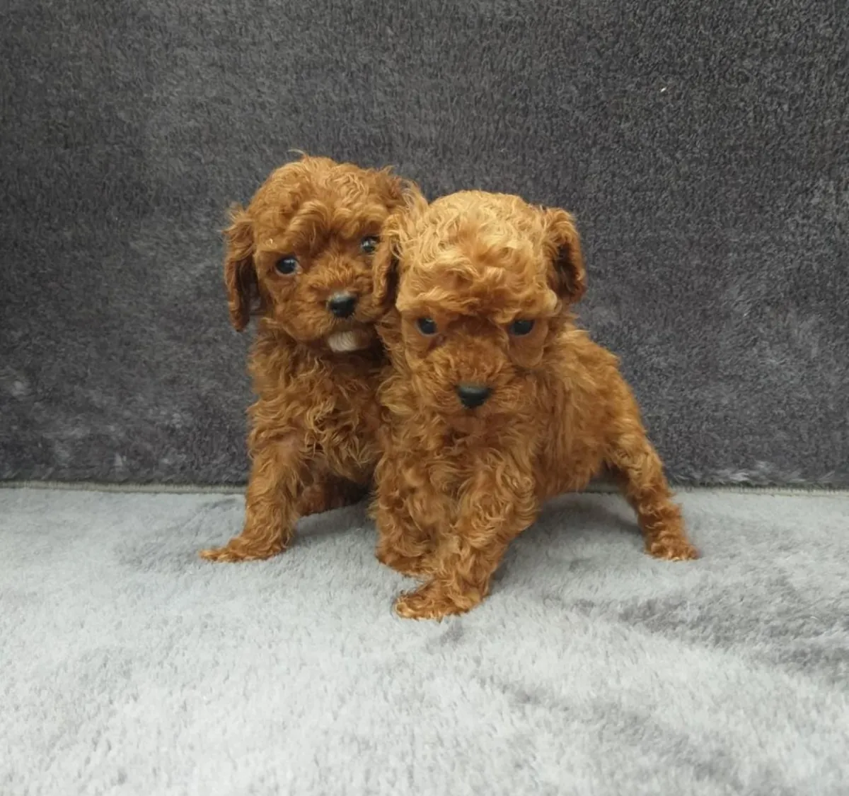 Poodle yavruları hediye edin