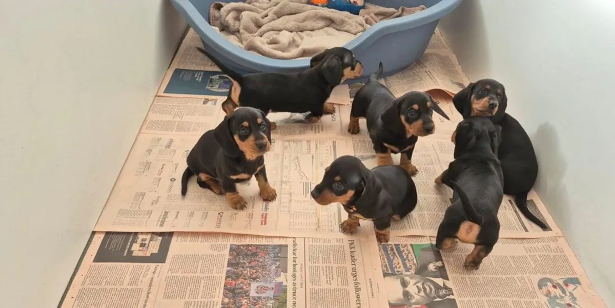 腊肠犬幼犬（公犬和母犬）常被当作礼物赠送。
