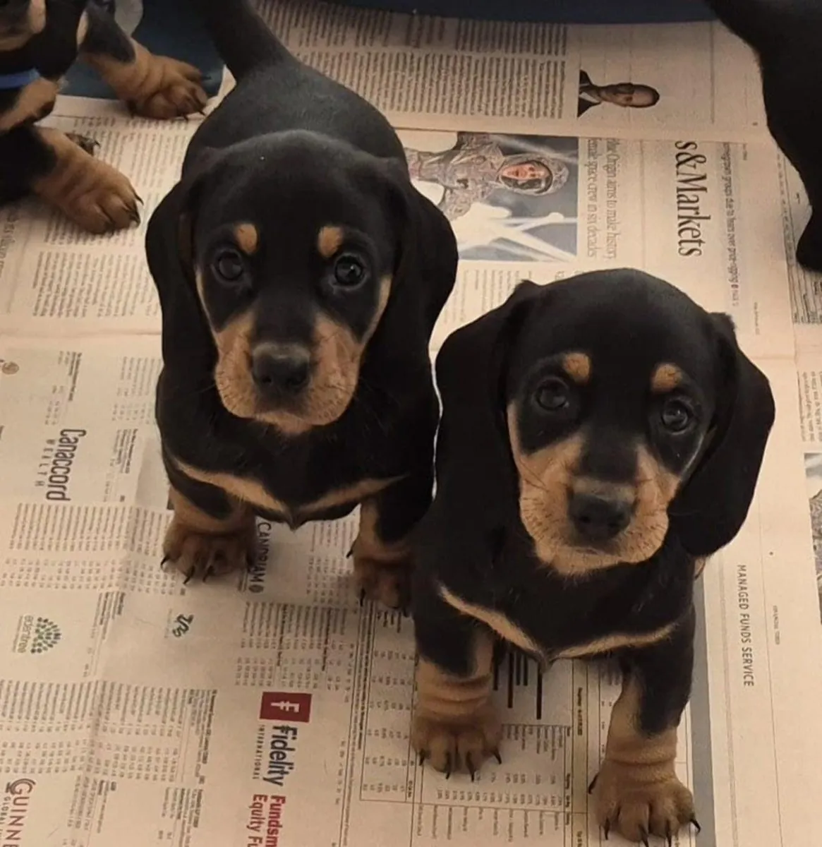 腊肠犬幼犬（公犬和母犬）常被当作礼物赠送。