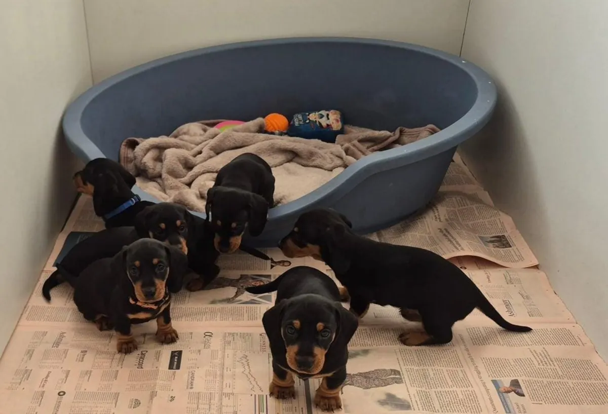 腊肠犬幼犬（公犬和母犬）常被当作礼物赠送。
