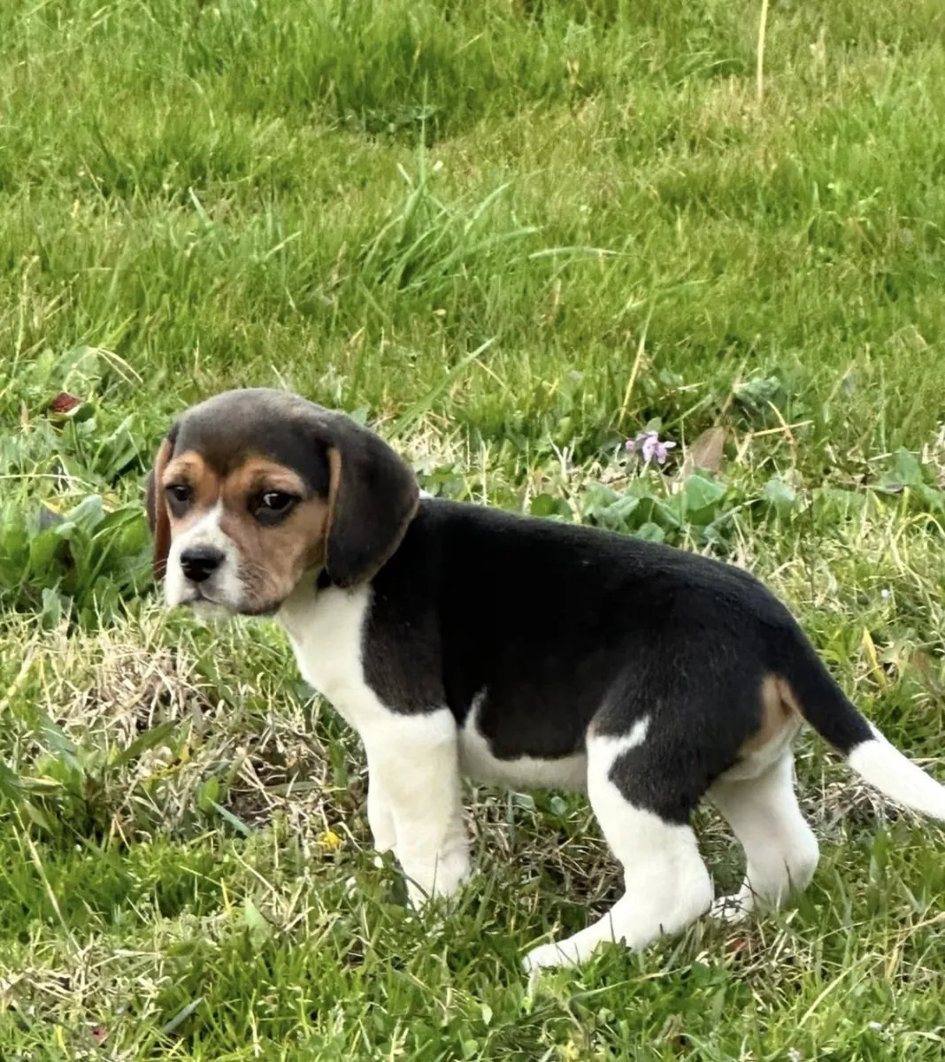 Erkek ve dişi Beagle yavruları hediye olarak veriliyor