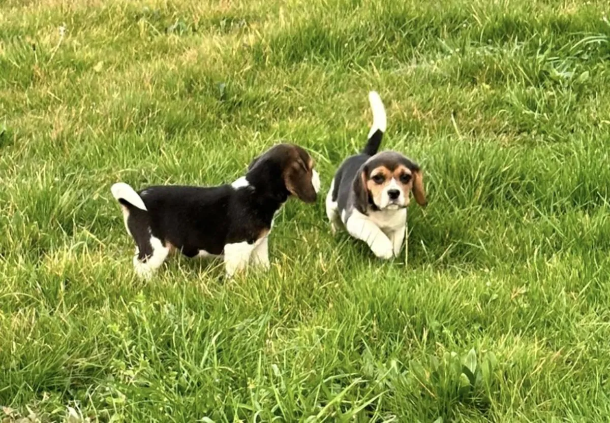 Erkek ve dişi Beagle yavruları hediye olarak veriliyor