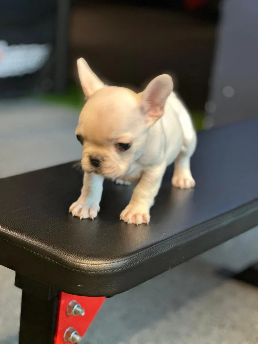 Male and female French Bulldog puppies are given as gifts.