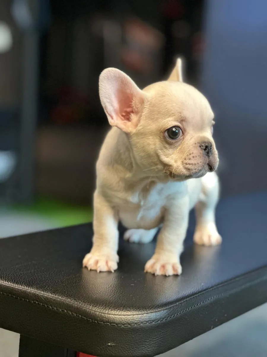 Male and female French Bulldog puppies are given as gifts.