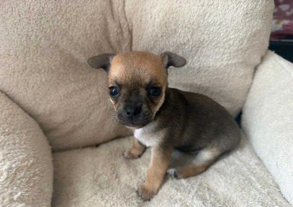 Erkek ve dişi Chihuahua yavruları hediye olarak veriliyor