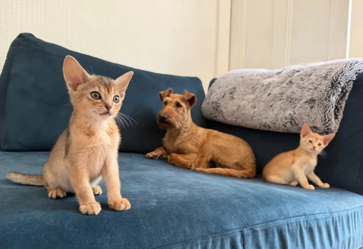 Beautiful Registered Abyssinian Kittens – Brother & Sister