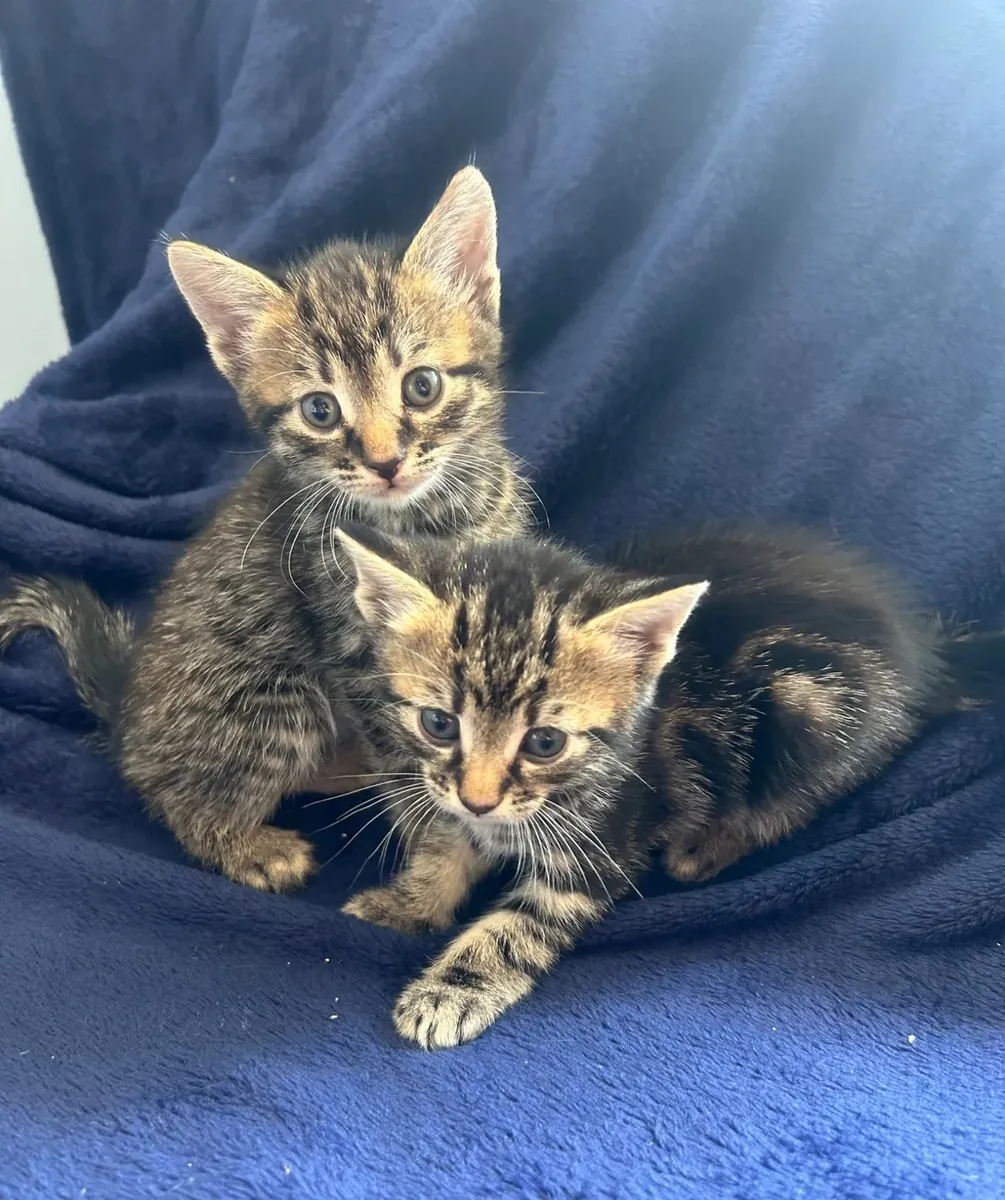 Belgian kittens