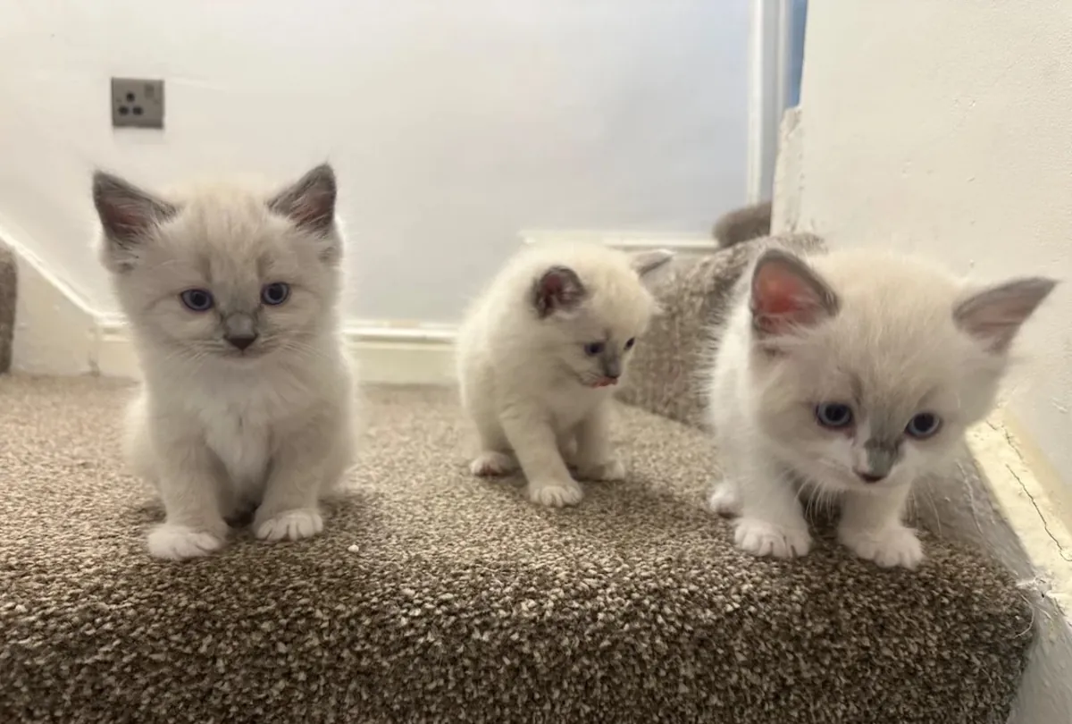 RAGDOLL KITTENS