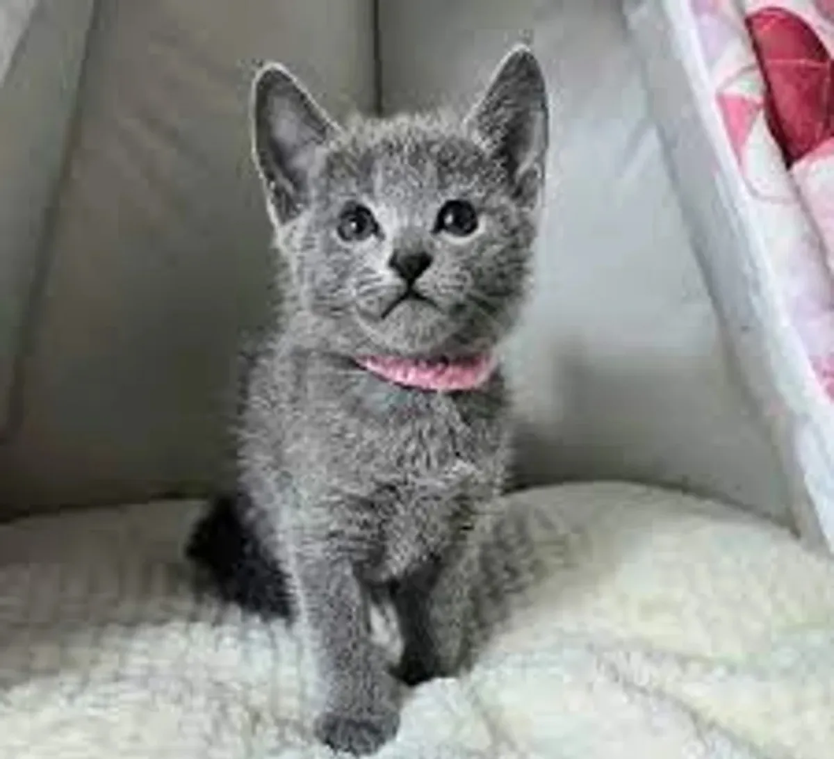 Beautiful Russian Blue kittens
