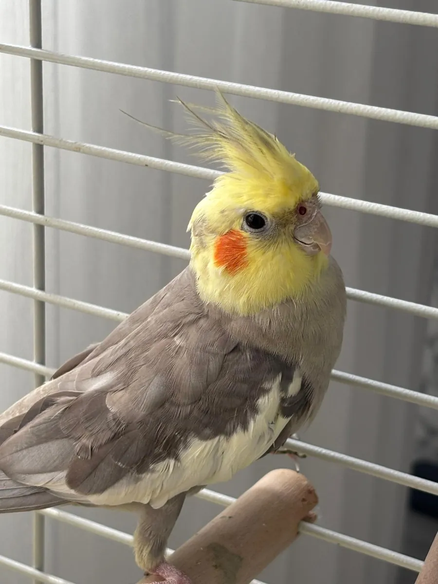 Çift Sultan Papağanı