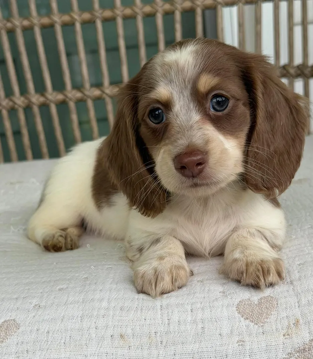 Dachshund puppies Available Now