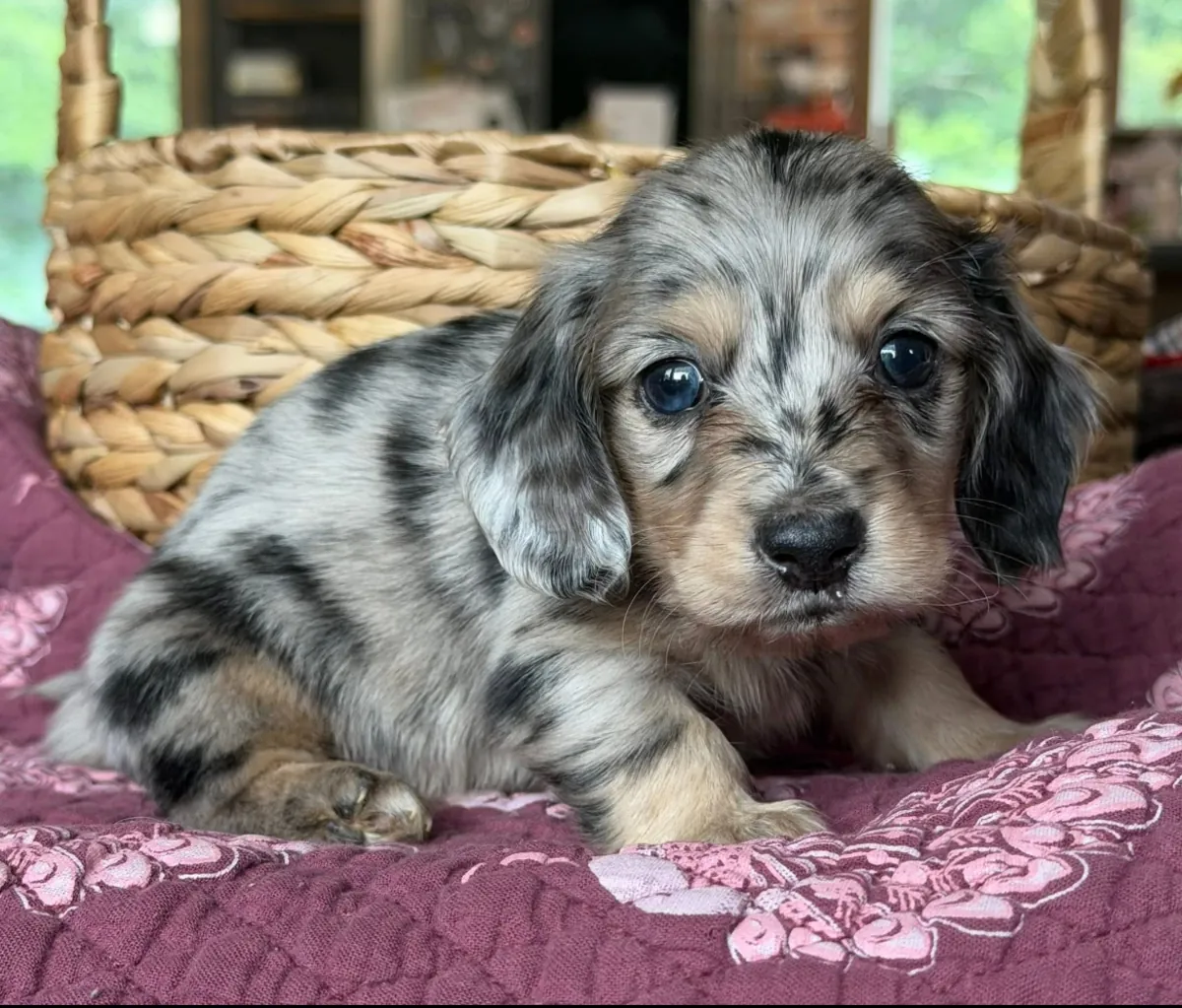 Healthy Dachshund puppies Available Now