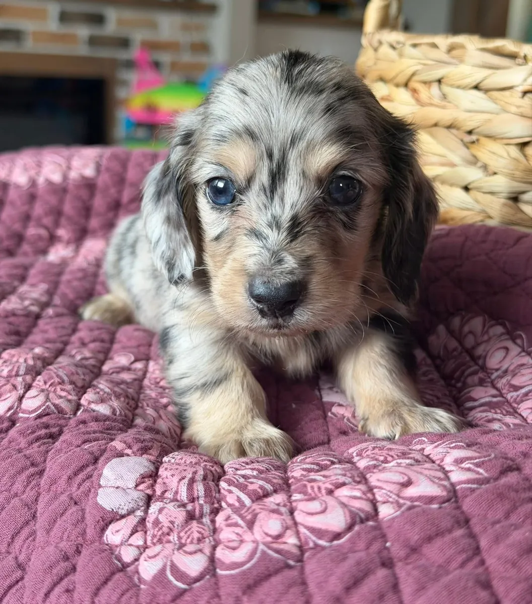 Healthy Dachshund puppies Available Now